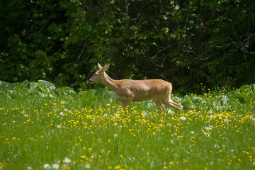 parco nazionale d'Abruzzo
