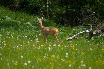 parco nazionale d'Abruzzo