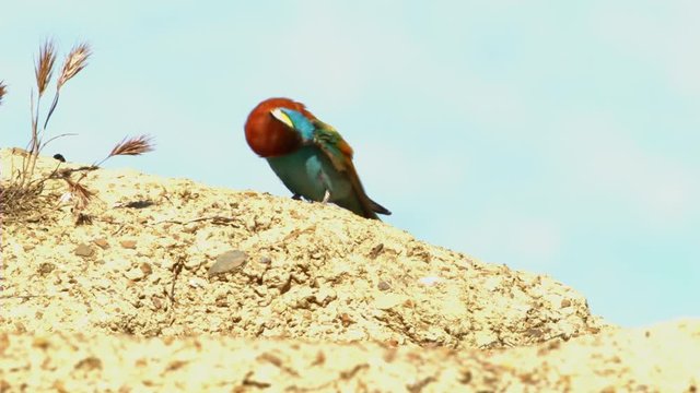 Abejarucos en tierra, posados y cebas