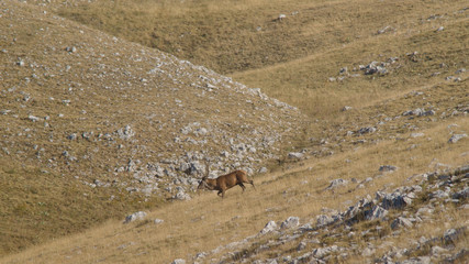 parco nazionale d'Abruzzo