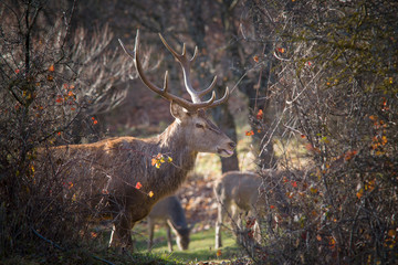 parco nazionale d'Abruzzo