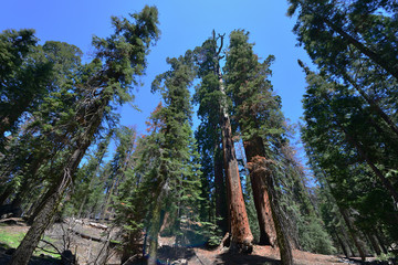 Giant Sequoias in the Sequoia National Park in California, USA