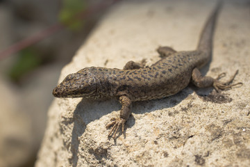 Naklejka na ściany i meble The sand lizard (Lacerta agilis) is a lacertid lizard. An old lizard resting on a rock on a Sunny day. The wise reptile, enjoy the passing life.