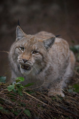 parco nazionale d'Abruzzo