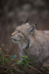 parco nazionale d'Abruzzo
