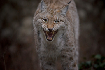 parco nazionale d'Abruzzo