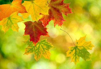autumn leaves on blurred green background