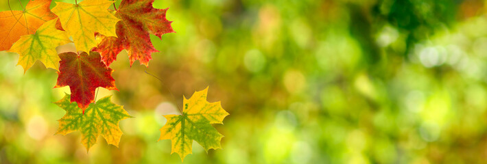 autumn leaves on blurred green background