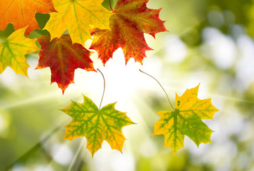 autumn leaves on blurred green background