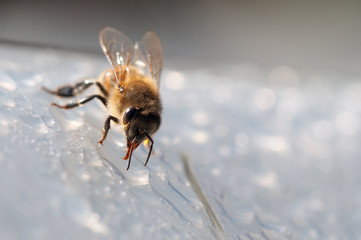 Honey bee, drinks water on white surface