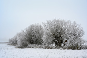 group of trees with pollard willows in hoar frost and snow, gray winter landscape with copy space