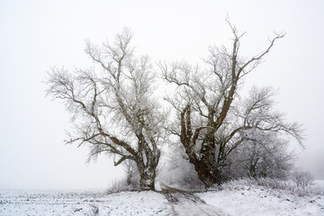 Fototapeta na wymiar two old poplar trees on a country lane in cold grey winter weather, copy space