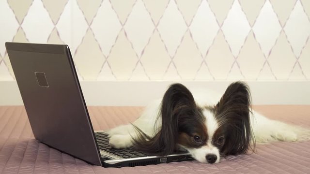 Papillon dog is lying near the laptop on the bed stock footage video