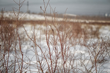 Fototapeta na wymiar Dry grass under the snow. Winter.