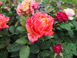 beautiful red rose on green branch with water drops