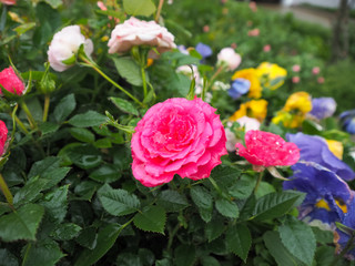beautiful red rose on green branch with water drops