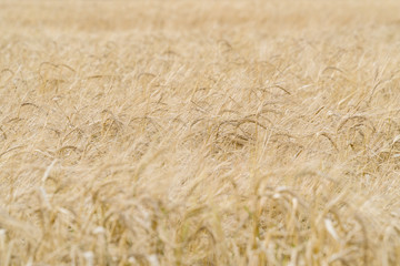 Field with Golden ears of ripe wheat