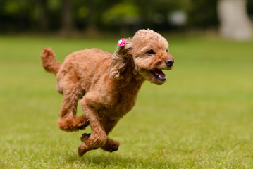  toy poodle-3