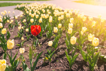 Obraz premium A single red tulip blooming among a field of yellow
