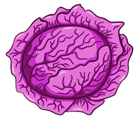 drawn cartoon red cabbage