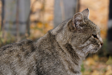 Obraz premium Portrait of a grey cat