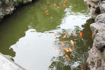 Multi-colored fish in the park's reservoirs quickly lead to the nearest viewer in anticipation of the feed.