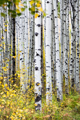 aspen fall