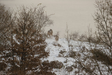 parco nazionale d'Abruzzo