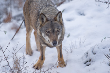 parco nazionale d'Abruzzo