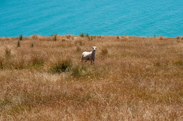Fototapeta na wymiar A sheep looking to us, in an alert mode