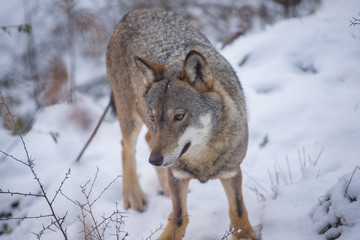 Obraz premium parco nazionale d'Abruzzo
