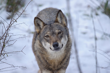 parco nazionale d'Abruzzo