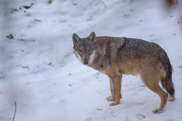 parco nazionale d'Abruzzo