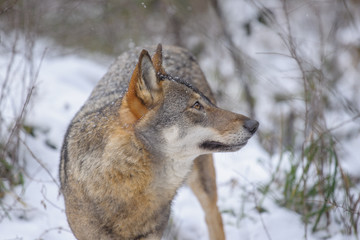 parco nazionale d'Abruzzo