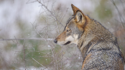 parco nazionale d'Abruzzo