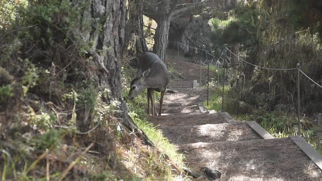 Black-tailed deer grazing near the trail at Point Lobos State Reserve (Carmel, California)