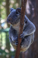 Koala relaxing in a gum tree 