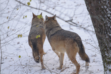 parco nazionale d'Abruzzo
