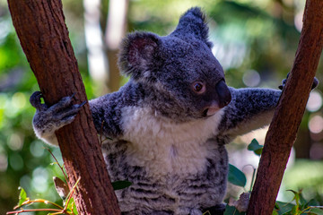 Koala bear in a tree 