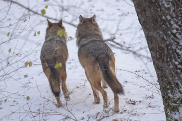 parco nazionale d'Abruzzo