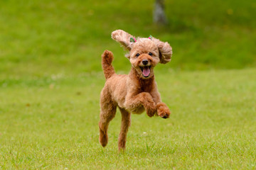  toy poodle-4