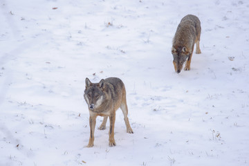 parco nazionale d'Abruzzo