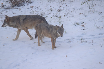 parco nazionale d'Abruzzo