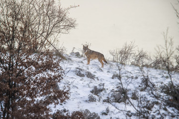 parco nazionale d'Abruzzo