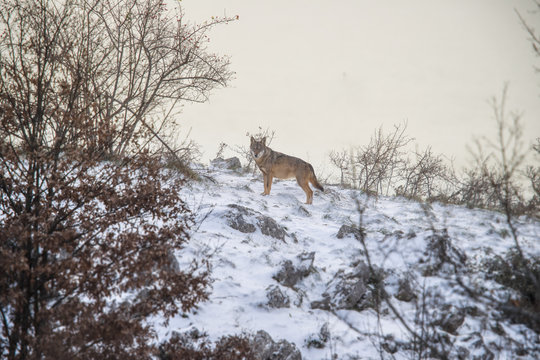 parco nazionale d'Abruzzo