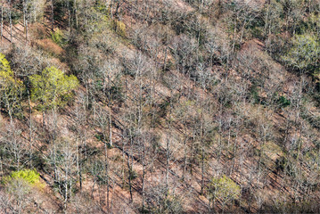 vue aérienne d'une forêt en hiver près de Bannay dans le département du Cher en France