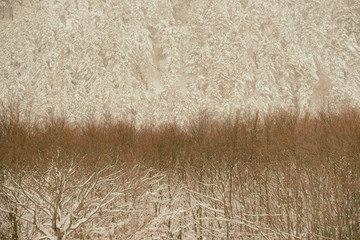 parco nazionale d'Abruzzo