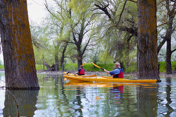 Fototapeta premium Two yellow kayaks in wilderness areas at Danube river among flooded trees at spring high water on Danube biosphere reserve. Spring kayaking