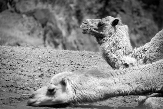 Camellos y dromedarios en el desierto