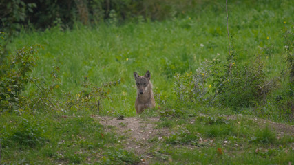 parco nazionale d'Abruzzo